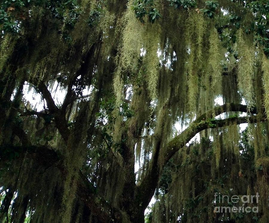 Peek Through Spanish Moss Photograph by James and Donna Daugherty