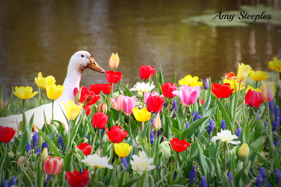 Tulip Photograph - Peekaboo by Amy Steeples