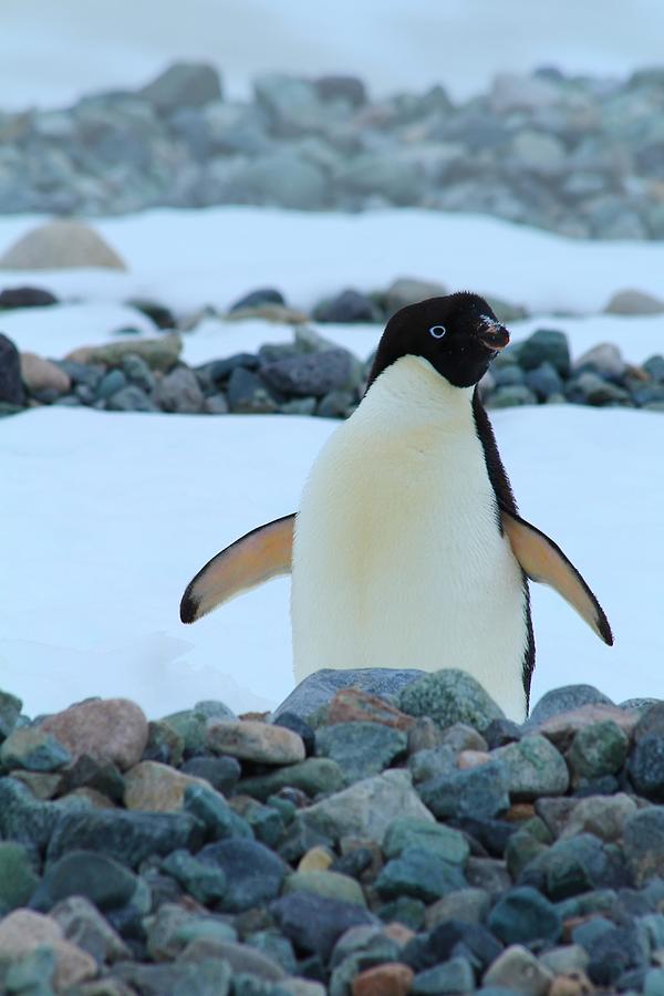 Penguin Photograph - Peekaboo by FireFlux Studios