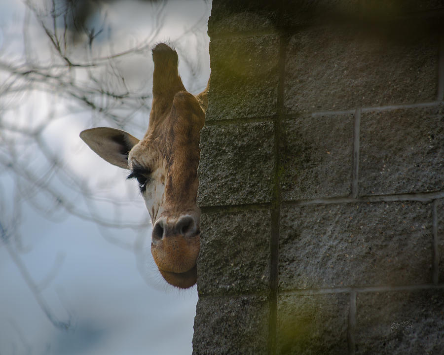 Peekaboo giraffe  Photograph by Eti Reid