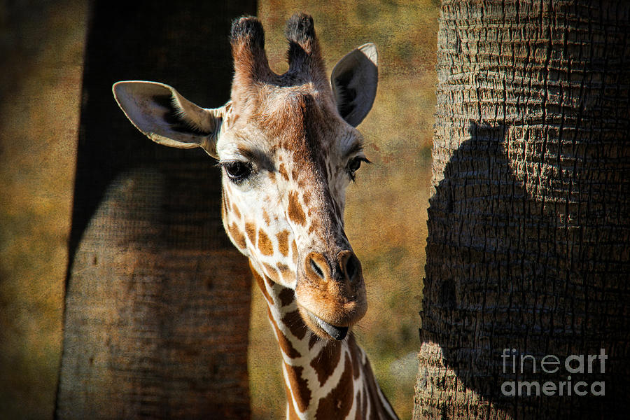 Peekaboo Giraffe Photograph by Mariola Bitner
