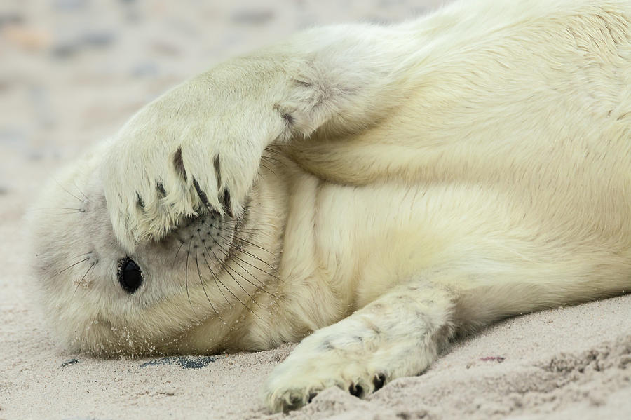 Seal Photograph - Peekaboo by Hillebrand Breuker