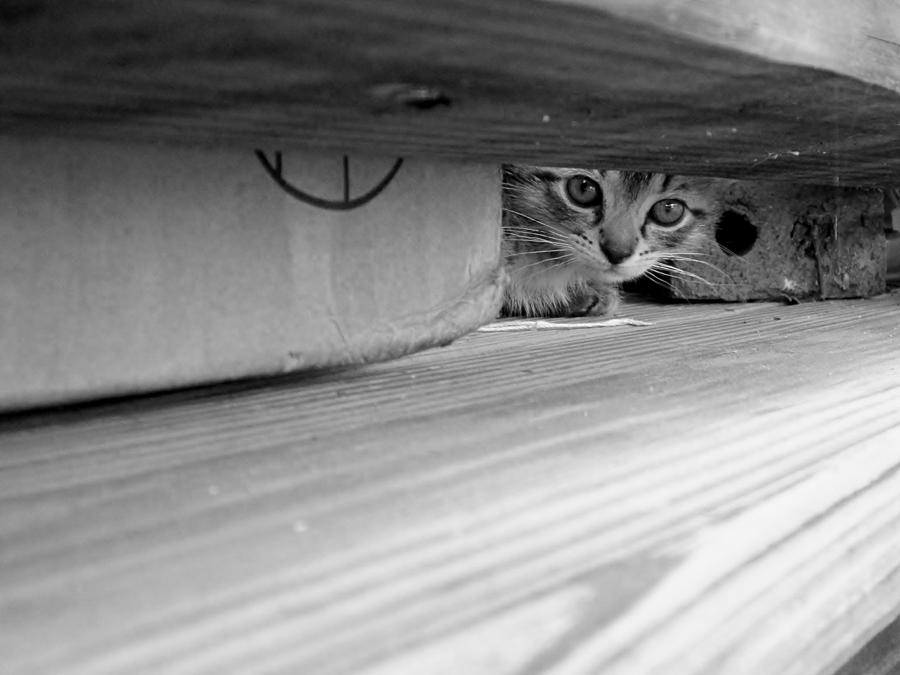 Peekaboo Kitten Photograph by Cynthia  Clark