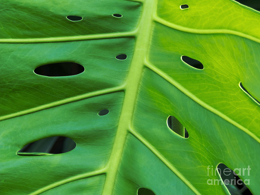 Nature Photograph - Peekaboo Leaf by Ann Horn