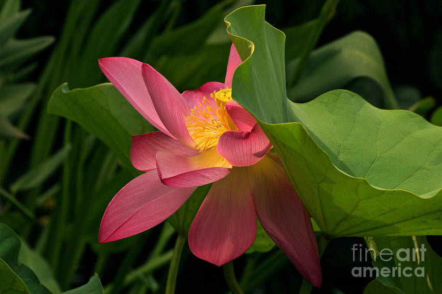 Peekaboo Lotus Blossom Photograph by Byron Varvarigos
