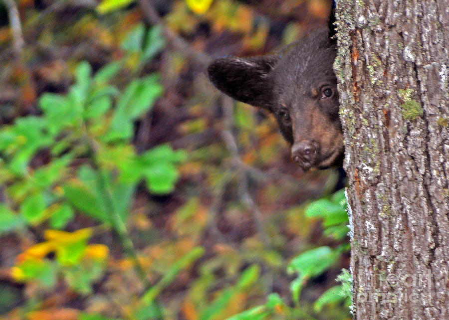 peekaboo bear amazon