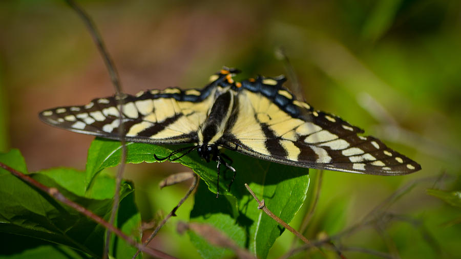 Butterfly Photograph - Peekaboo by Mary Zeman