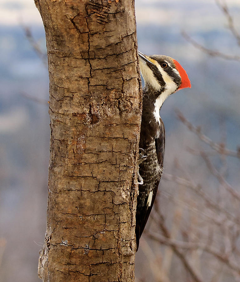 Wildlife Photograph - Peekaboo Pileated Woodpecker by Lara Ellis