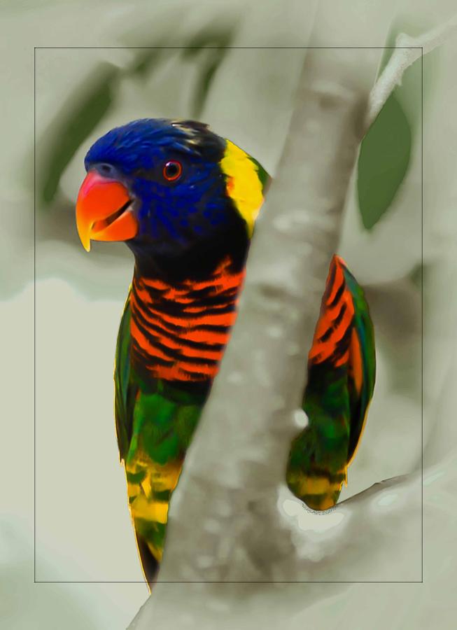 Primary Colors Photograph - Peekaboo Rainbow Lory by DigiArt Diaries by Vicky B Fuller