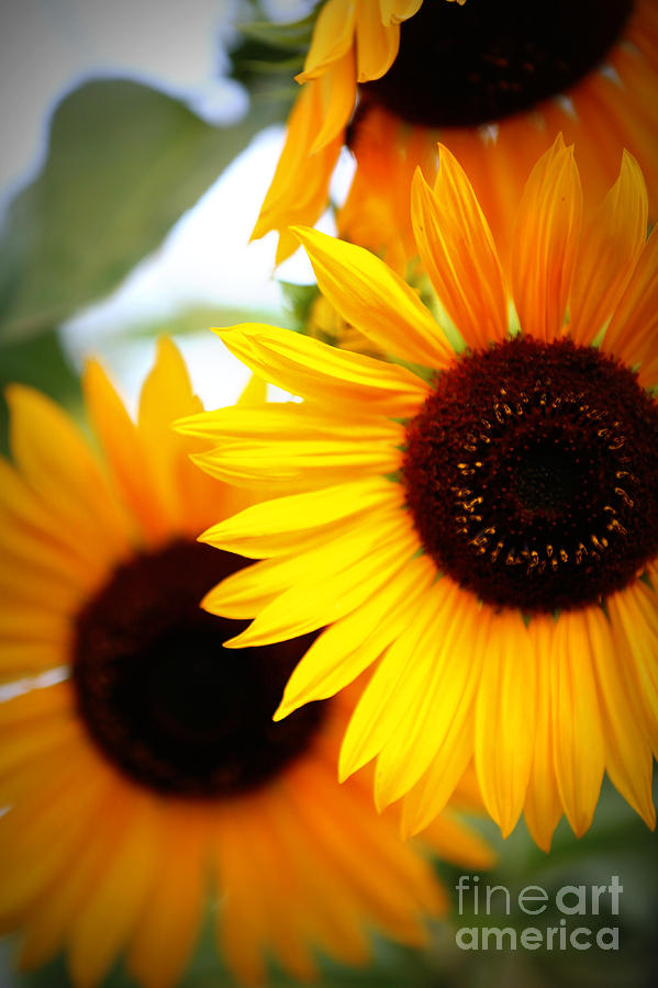 Peekaboo Sunflowers Photograph by Carol Groenen