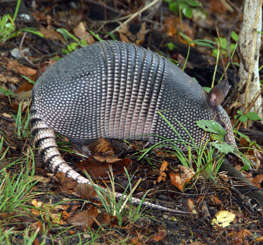 Peeking Armadillo Photograph by Vernis Maxwell - Fine Art America