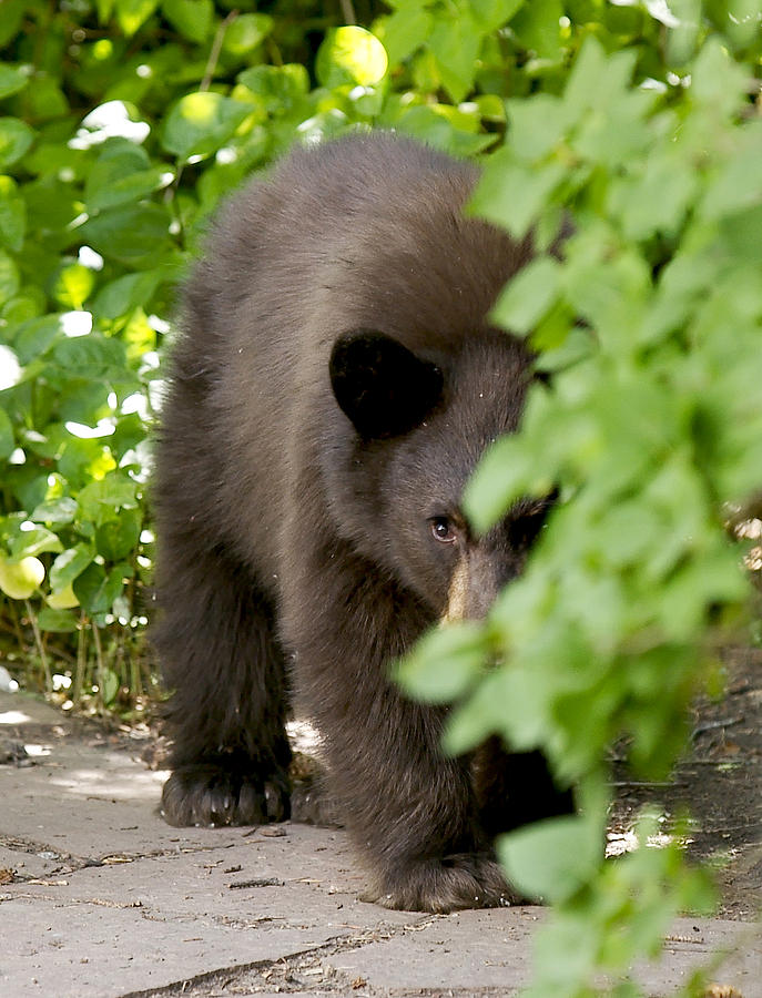 Peeking Bear Cub Photograph By Paul Conrad - Fine Art America