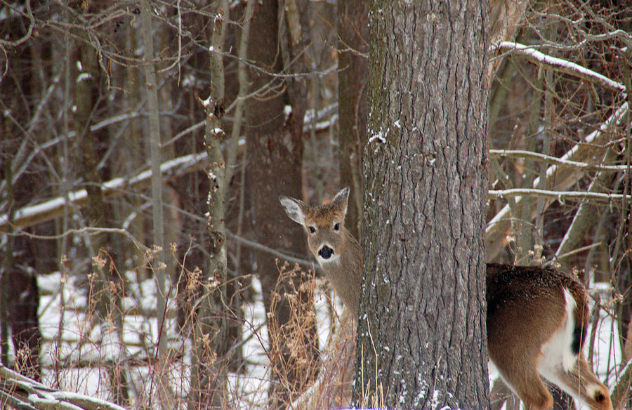 Peeking Deer Photograph by Aimee L Maher ALM GALLERY