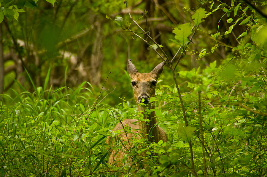 Tree Photograph - Peeking Deer by Vernis Maxwell