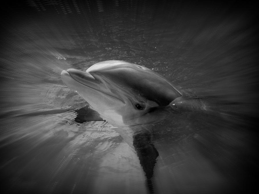 Peeking Dolphin Photograph by Amanda Eberly