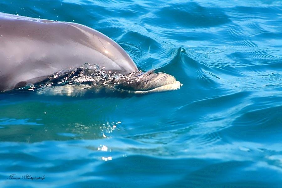 Dolphin Photograph - Peeking Dolphin by Debra Forand