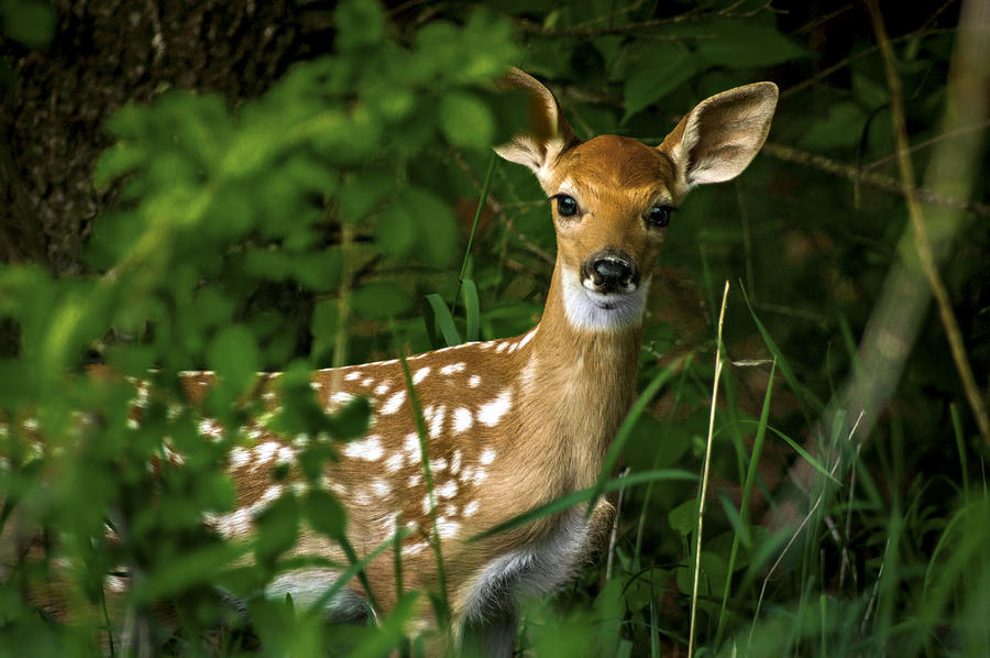 Deer Photograph - Peeking Fawn by Judy  Johnson