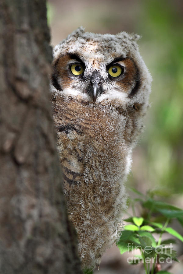 Peeking / Great Horned Owlet Photograph By Gary Fairhead - Fine Art America