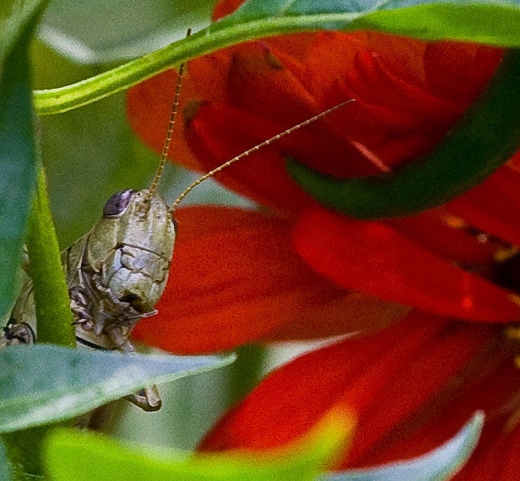 Grasshopper Photograph - Peeking by John Holloway