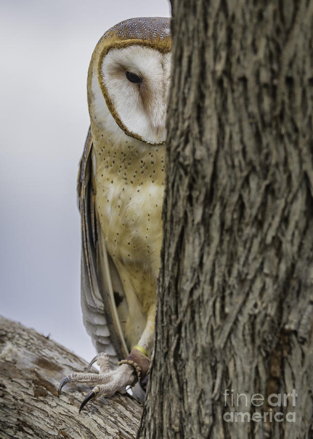 Wildlife Photograph - Peeking by Michael Goodell
