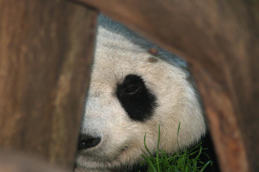 Peeking Panda Photograph by Scott Cunningham