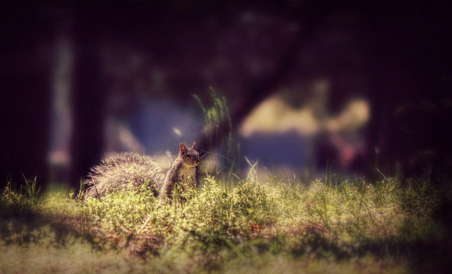 Squirrel Photograph - Peeking Squirrel  by Melanie Lankford Photography
