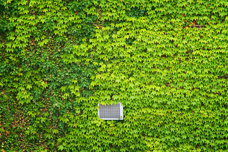 Peeking Through Ivy On The High Line Photograph by Gary Slawsky