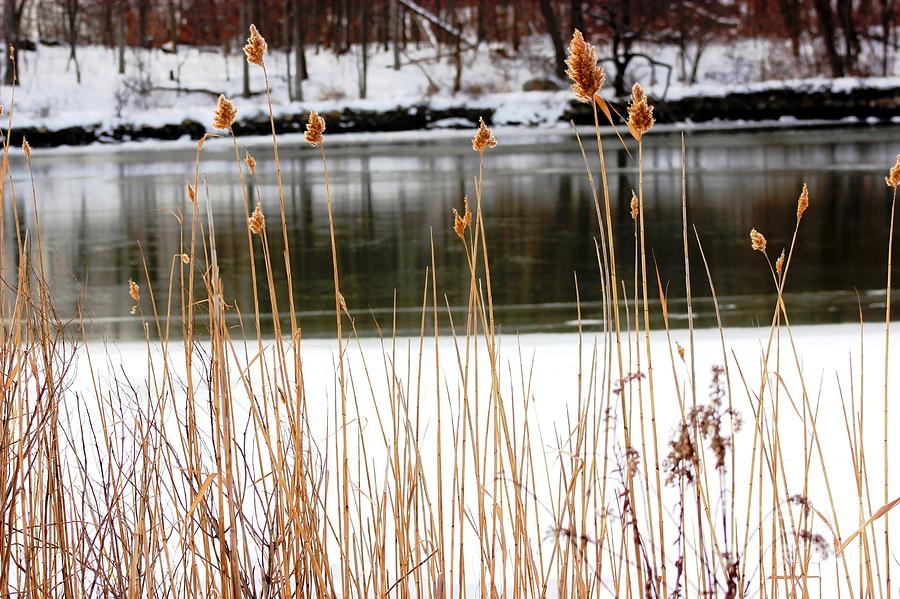Peeking Through The Reeds Photograph by Judy Palkimas