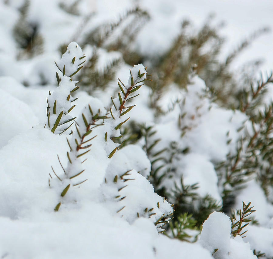 Peeking through the snow Photograph by Jane Luxton