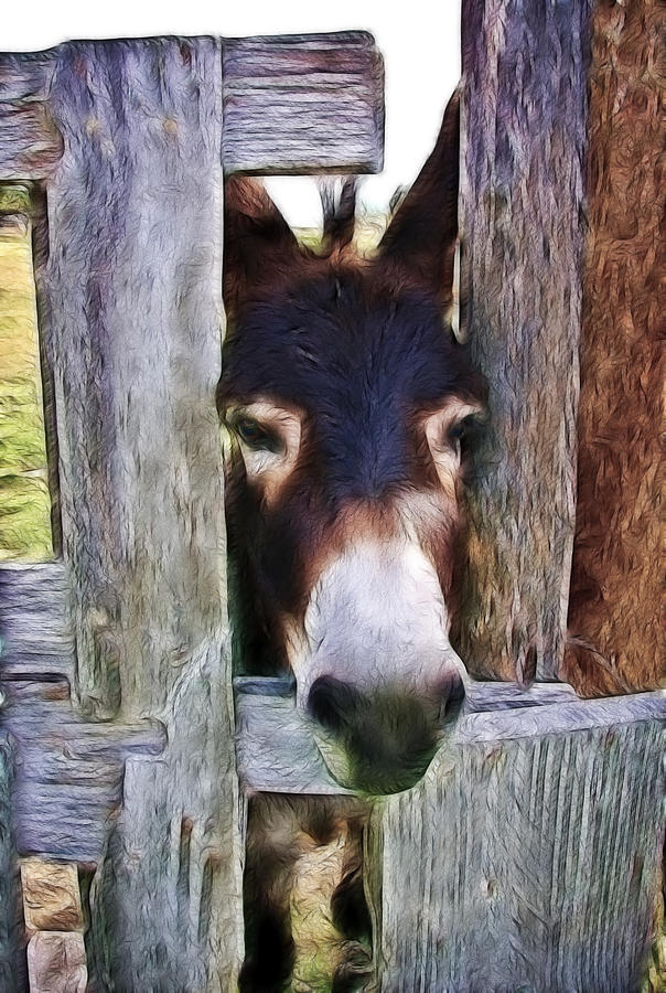 Donkey Photograph - Peeking Thru The Fence by Athena Mckinzie