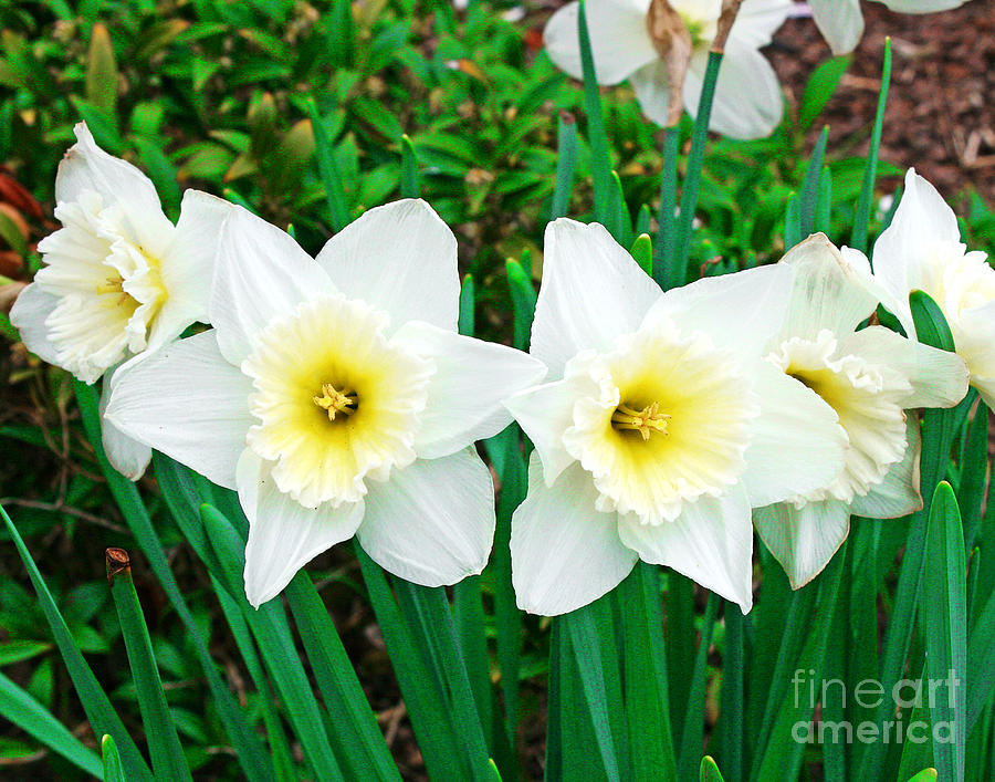 Peeking White Daffodils Photograph by Larry Oskin