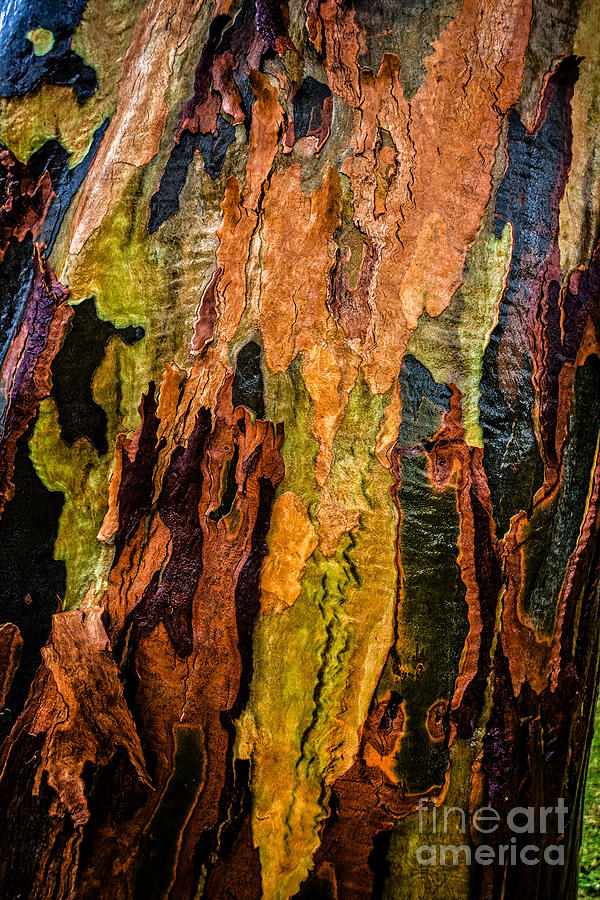 Peeling Bark from Eucalyptus Tree Photograph by Peter Kneen