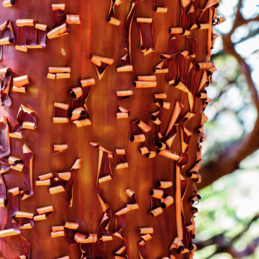 Manzanita Bark Peeling