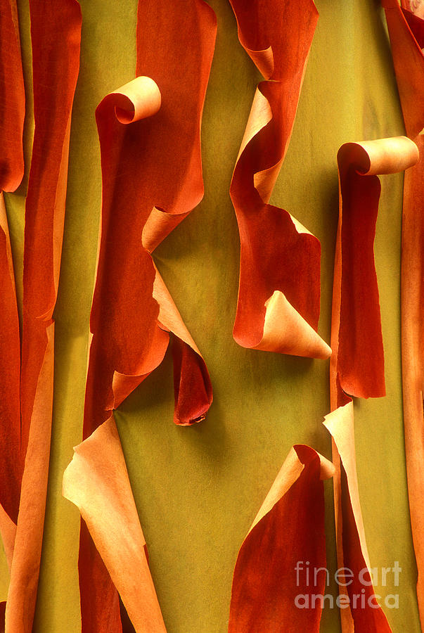 Peeling Bark Pacific Madrone Tree Washington Photograph by Dave Welling