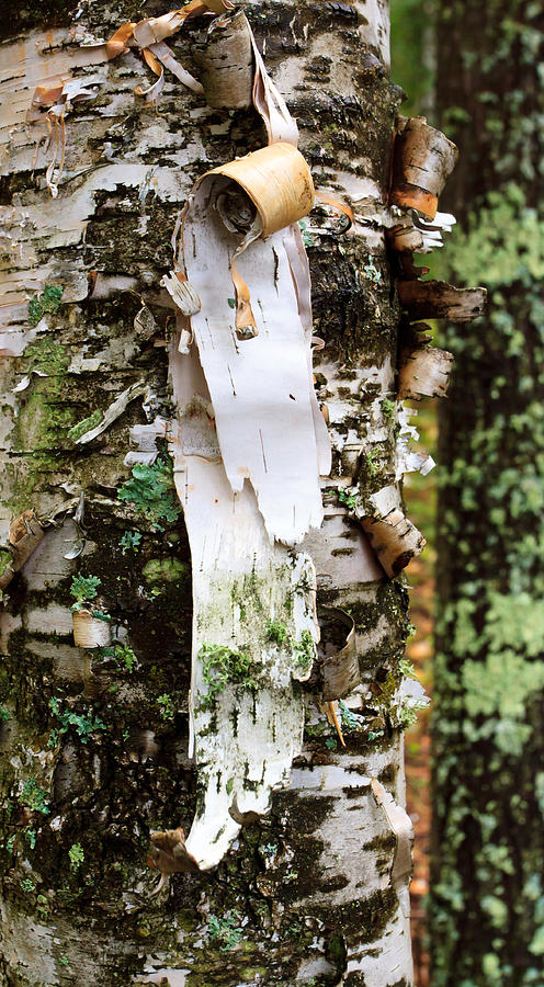 Peeling Birch Photograph by Adam Pender