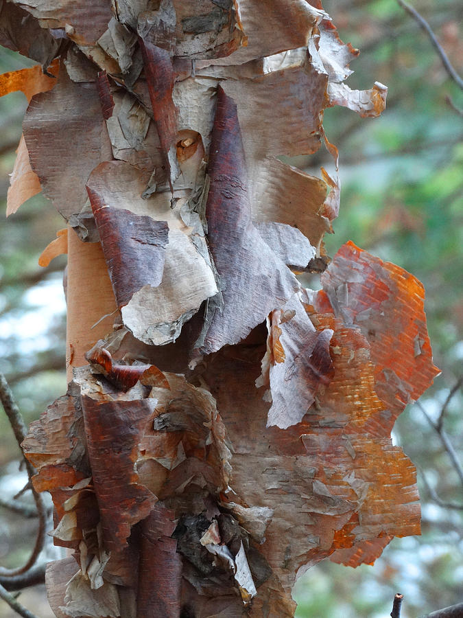 Tree Photograph - Peeling Birch Bark 2 by David T Wilkinson