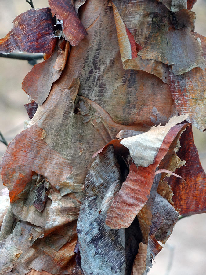 Peeling Birch Bark Photograph by David T Wilkinson