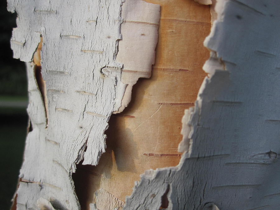 Tree Photograph - Peeling Birch Tree by Rebecca Mento