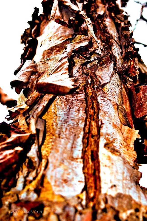 Peeling Tree Photograph by Tara Potts