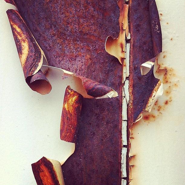 Rusty Photograph - Peely Paint  by Shell Ryan