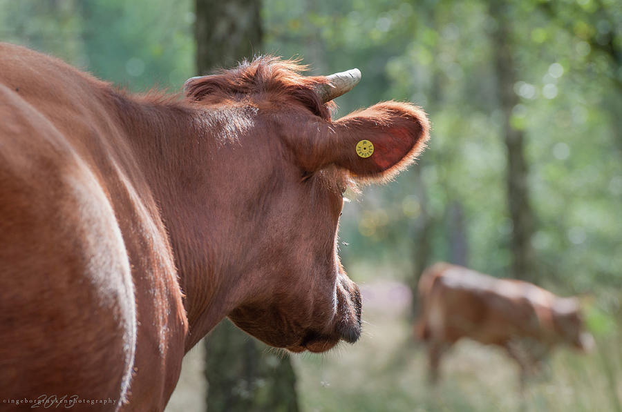 Peeping Cow Photograph by Ingeborg Ruyken Photography