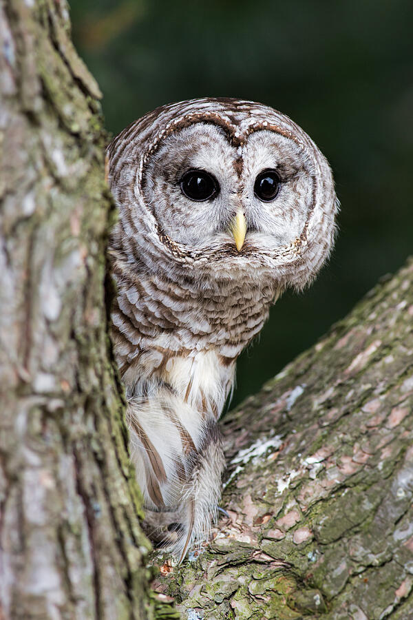Owl Photograph - Peeping by Dale Kincaid