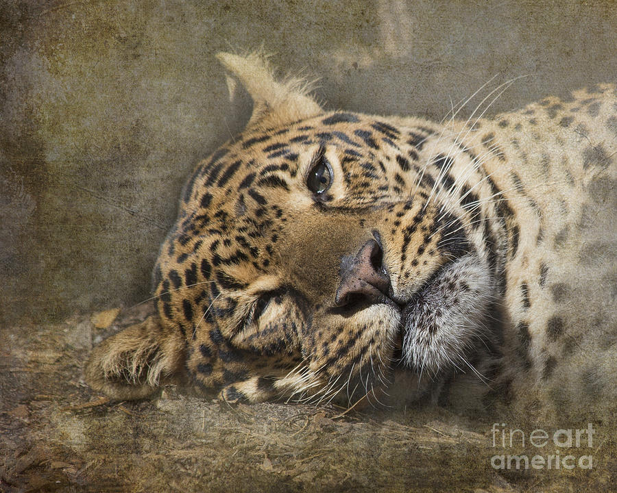 Animal Photograph - Peeping Leopard Houston Zoo by TN Fairey