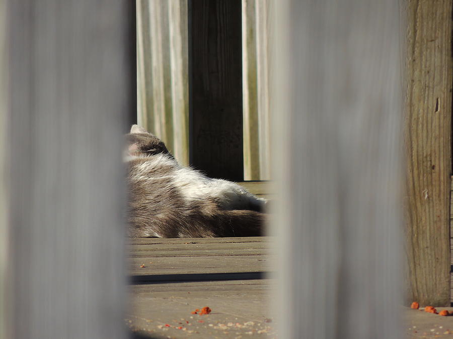 Cat Photograph - Peeping Tom by Anastasia Konn