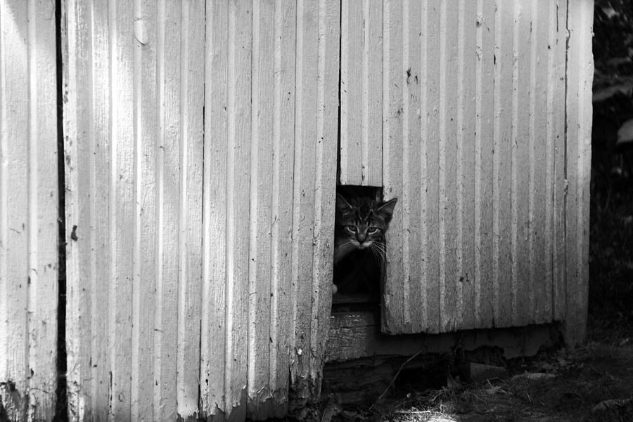 Nature Photograph - Peeping Tom Cat by Kathleen Fleming