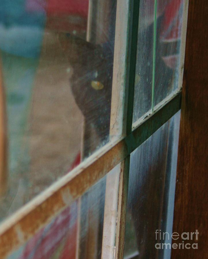 Peeping Tom Cat Photograph By Native Gypsy Fine Art America