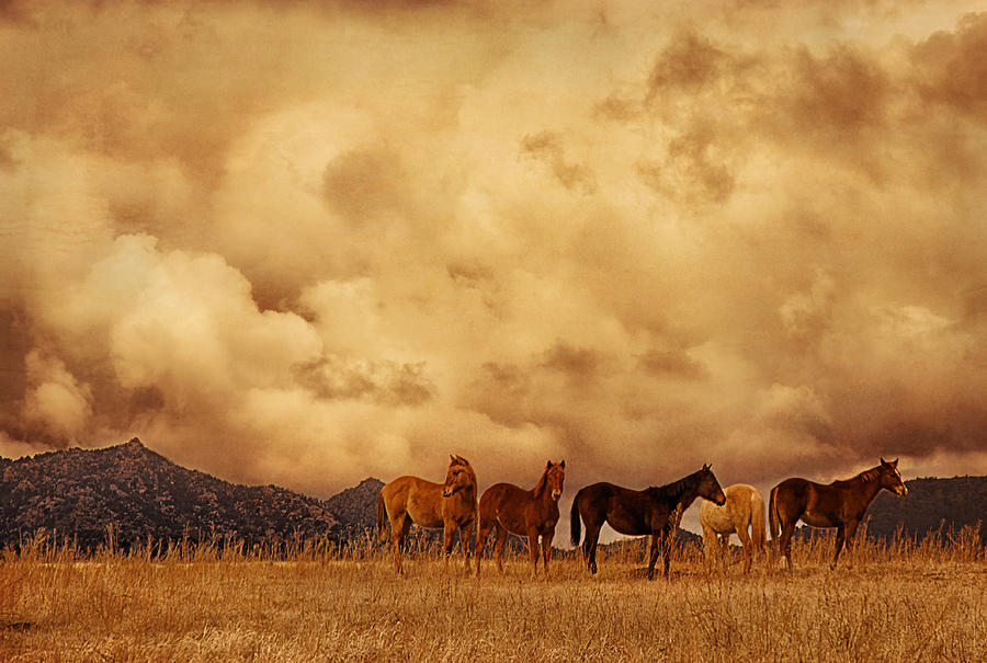 Mountain Photograph - Peeples Valley Horses by Priscilla Burgers