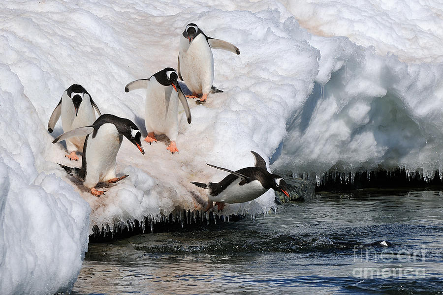 Penguin Photograph - Peer Pressure by Tom Schwabel