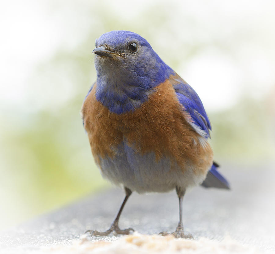 Peering Bluebird Photograph by Jean Noren