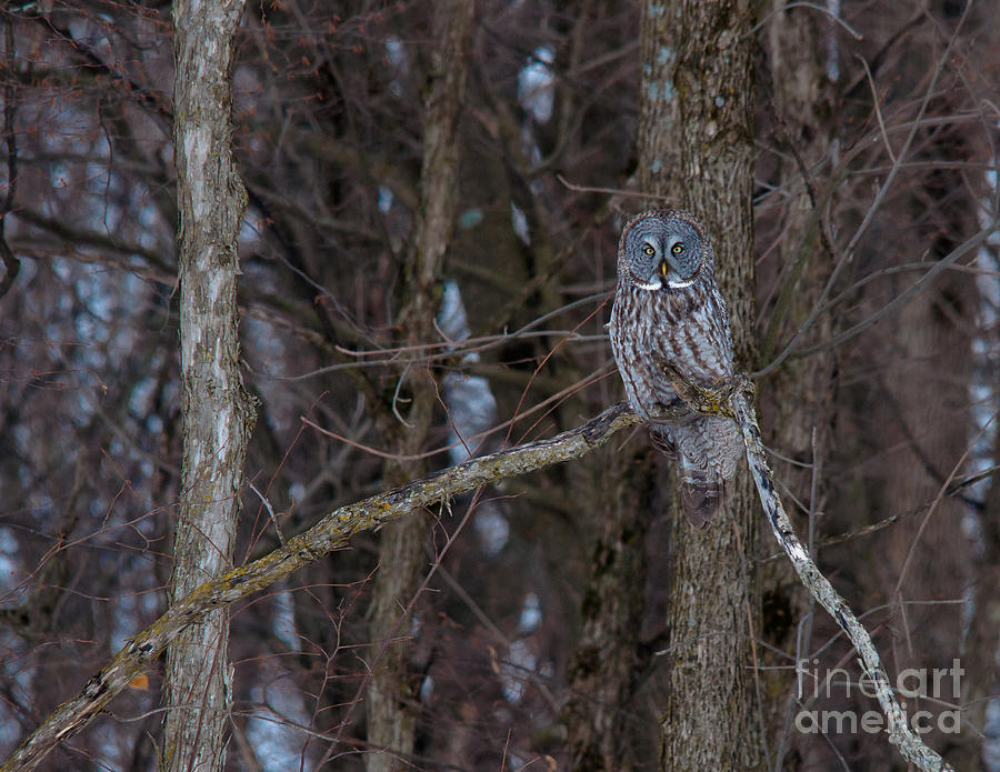 Owl Photograph - Peering by Cheryl Baxter